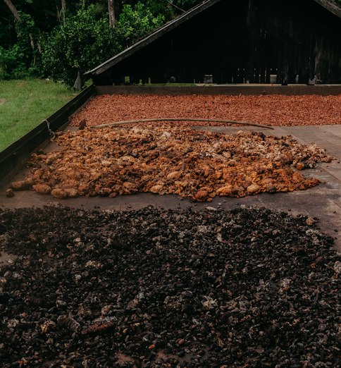 Fèves de cacao étalées à sécher sur de grandes plateformes en bois