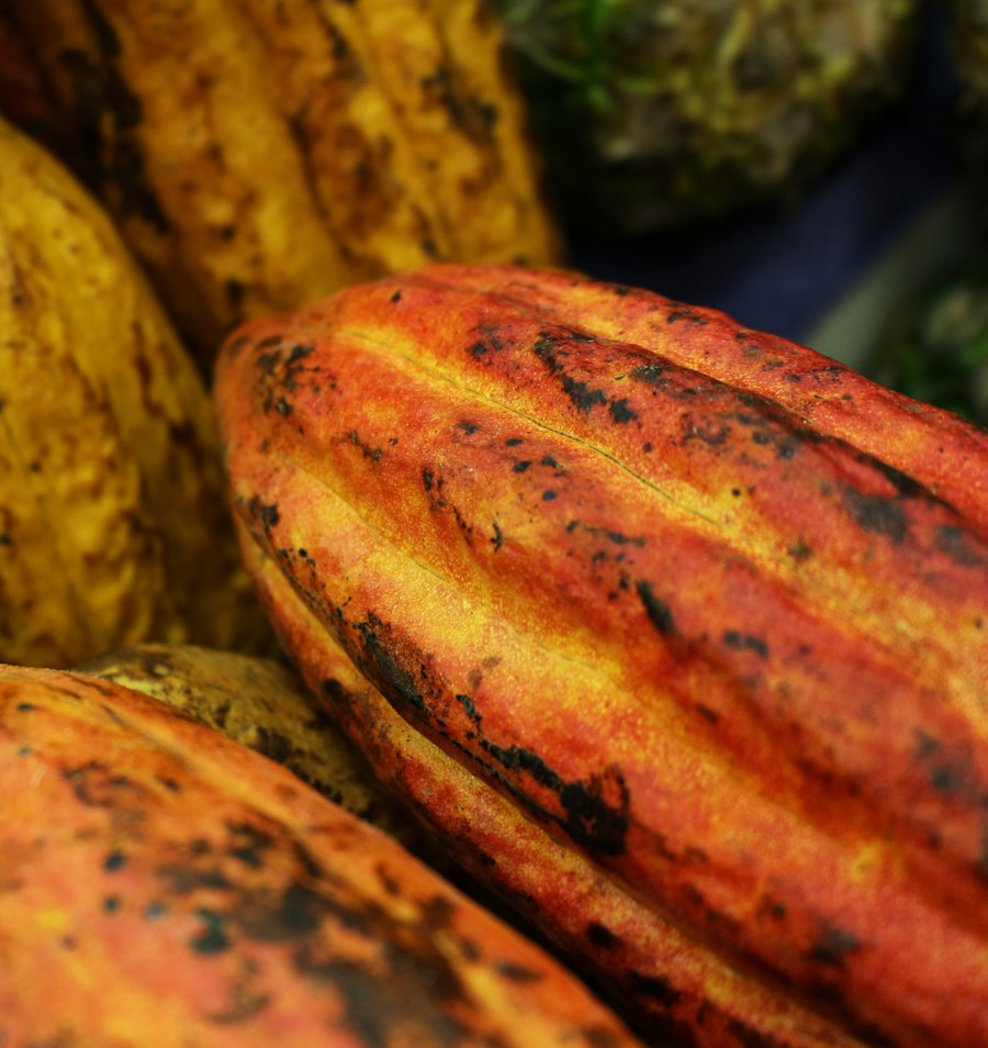 Gros plan sur des cabosses de cacao mûres, aux teintes orangées et dorées